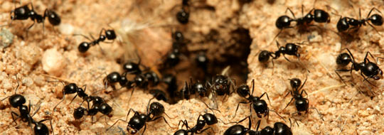 muurahaisten torjunta kotioloissa